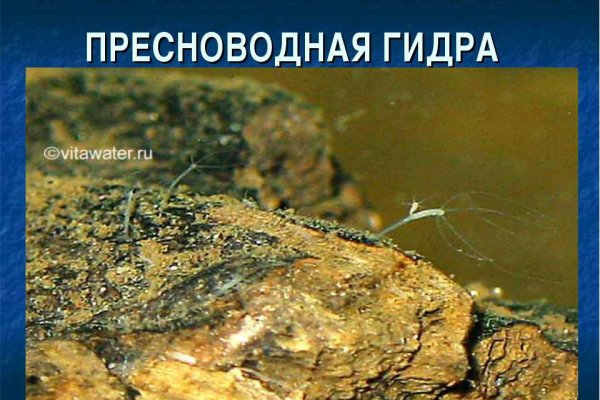 Кракен маркетплейс создатель