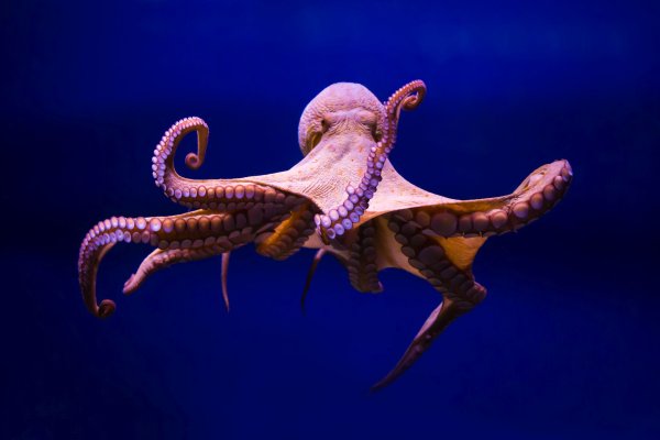 Kraken 13at